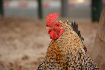 close up on a rooster in the back yard