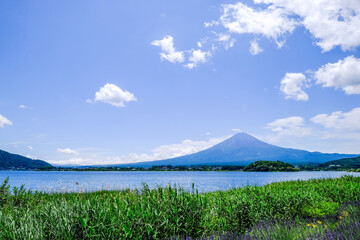 山梨県河口湖と湖畔のラベンダー畑と富士山