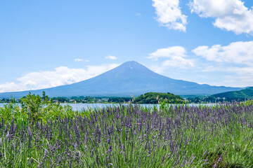 山梨県河口湖と湖畔のラベンダー畑と富士山