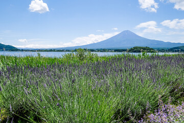 山梨県河口湖と湖畔のラベンダー畑と富士山