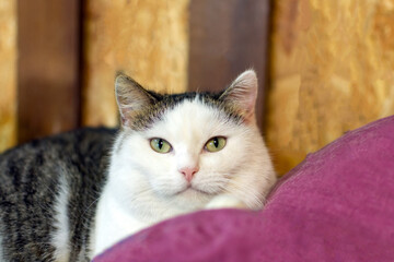portrait of a well-fed cat lying on a lounger