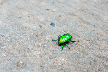 Green Scarab Beetle with a rock background