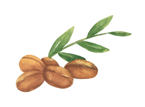 Brown argan tree nut and leaves. Watercolor illustration isolated on white background.