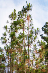 Young shoots of a pine tree in dew close-up. Mount Carmel at sunrise.