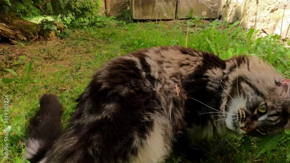 Poster mainecoon cat rolls around and plays in shade of trees on grass