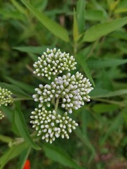 White small flowers of a wild plant