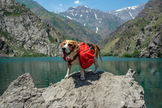 Happy beagle in a red hiking harness with backpack staying on large rock. Hiking with a dog. Photo of a smiling pet in the mountains on a sunny day. Sports tourism with a dog