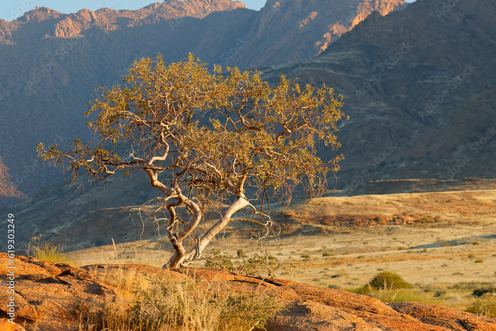 Wall mural Desert landscape with a tree on a rock, Brandberg mountain, Namibia.