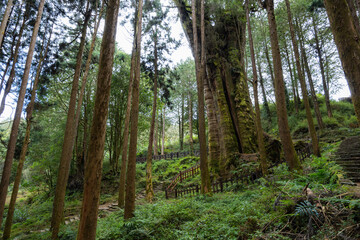 Obraz premium Forest landscape in alishan national forest recreation area
