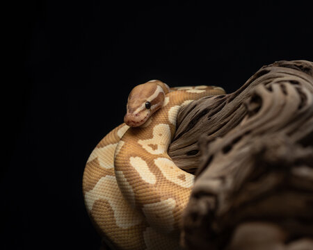 Yellow python with brown spots wrapped around a curved branch. A portrait of a ball python against a black background. Pet snake with dark eyes. Exotic pet portrait. Horizontal photo of regius