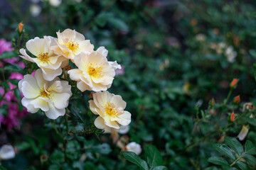 Beautiful fresh musk rose. Rosa moschata flowers in early summer
