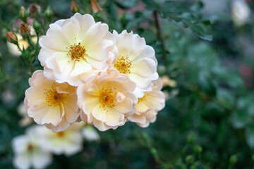 Beautiful fresh musk rose. Rosa moschata flowers in early summer