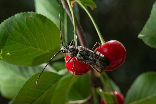 Cherry Insect รูปภาพLamiinae – เลือกดูภาพถ่ายสต็อก เวกเตอร์ และวิดีโอ256 | Adobe Stock