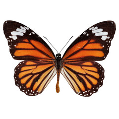 Beautiful butterfly on transparent background. PNG file