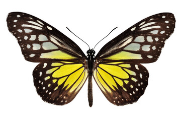 Beautiful butterfly on transparent background. PNG file