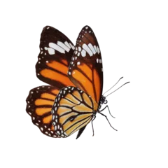Foto op Plexiglas Beautiful butterfly on transparent background. PNG file © thawats
