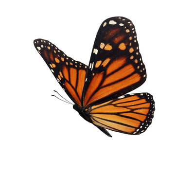 Fototapeta Beautiful butterfly on transparent background. PNG file