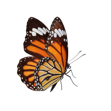 Fototapeta Beautiful butterfly on transparent background. PNG file
