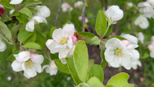 tenderness and freshness of snow white apple flowers with pink buds.