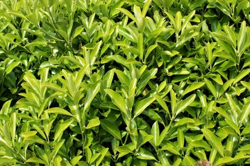 Leaves of a decorative bush. Green natural background.