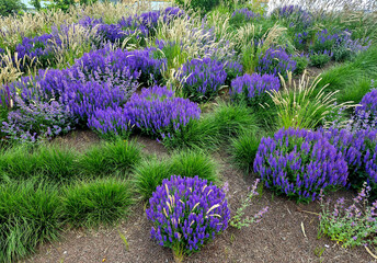 fresh lush flower bed with sage blue and purple flower color combined with ornamental grasses lush...