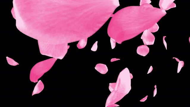 Beautiful pink rose transition and reveal