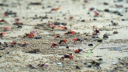 Sand fiddler crab consortium engages in an intricate courtship display, waving their asymmetric claws to attracts potential mates, assert dominance, and secure mating territories, close up shot.
