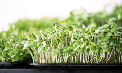 The concept of a healthy diet, growing microgreens - boxes of red amaranth, mustard, arugula, peas, cilantro on a home white windowsill