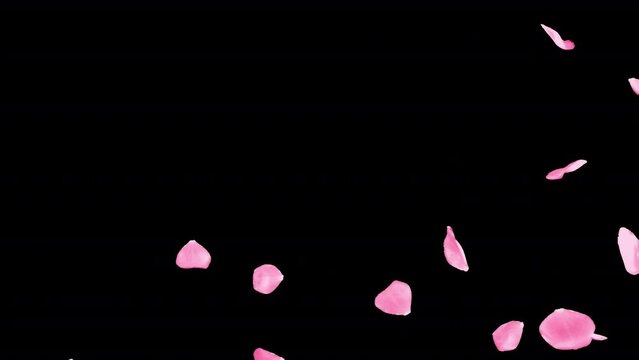 Pink rose transition and revealing