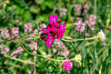 Colourful wild flowers blooming