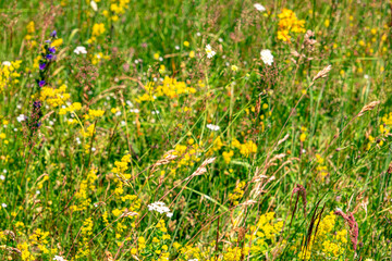 Colourful wild flowers blooming