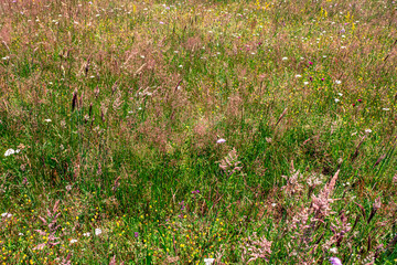 Colourful wild flowers blooming