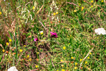 Colourful wild flowers blooming