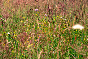 Colourful wild flowers blooming