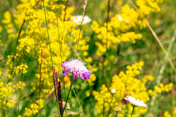Colourful wild flowers blooming