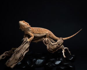 Young bearded dragon lies on a large snag against dark background. Studio shot of an exotic pet. Orange lizard looks up lying on branch. Horizontal photo of Pogona barbata