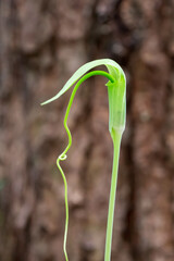 arisaema tortuosum arum tortuosum whipcord cobra lily