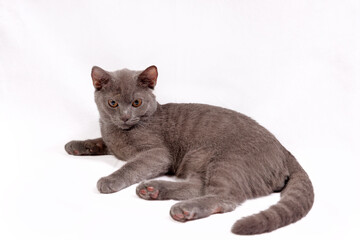 Blue grey British shorthair pet cat resting sitting playing on while background