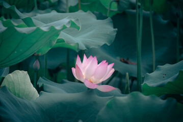 pink lotus flower