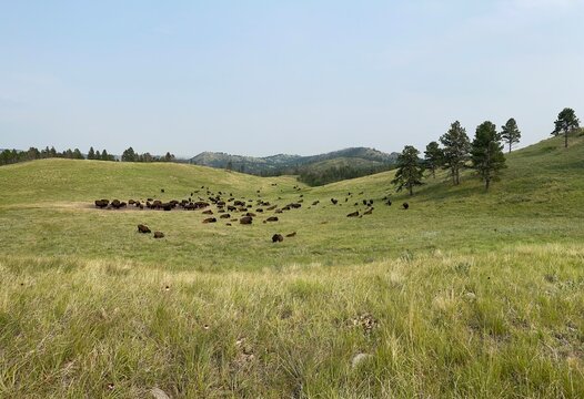 Buffallo gazing.