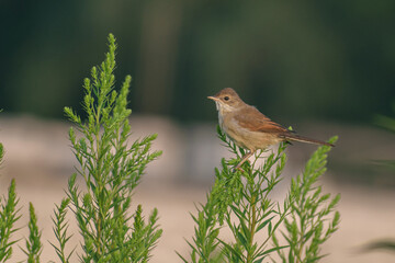Greater Whitethroat on the field