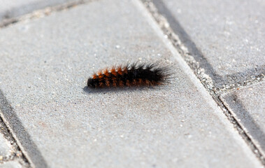 Caterpillar crawling on the concrete floor. Close-up