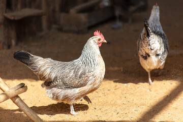 Portrait of a chicken on a farm