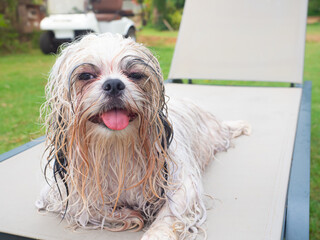 The fur of the cute Shih Tzu dog is messy and wet after swimming on the beach lounge chair, and its...