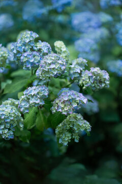 hydrangea, flower, blue, sky blue, garden, petals, flowers, plant, summer, august, holiday, water, hortensja, shadow, flowering, flora, plants, macro, up-close, floral, bush, shrub, hydrangeas, beauti