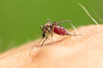 The mosquito sits on human skin and bites.