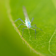 Portrait of a fly on a green leaf. Macro