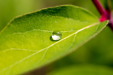 Raindrops on a green leaf of a plant. Macro