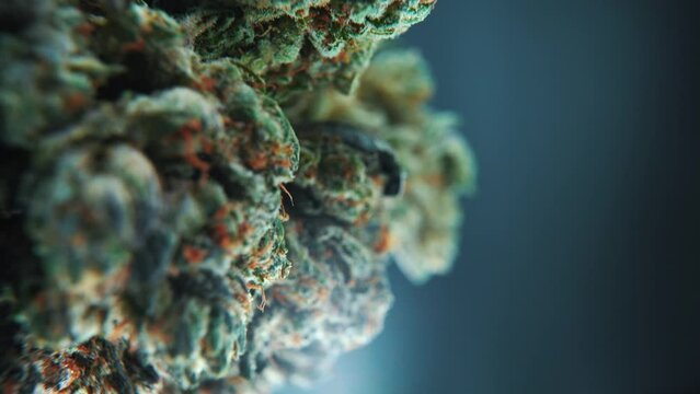A vertical macro close up cinematic shot of a cannabis plant, hybrid strains, Indica and sativa ,marijuana flower, on a 360 rotating stand, slow motion, 4K