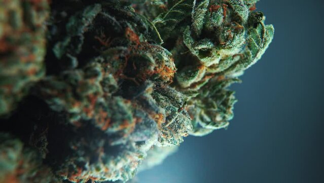A vertical macro close up cinematic shot of a cannabis plant, hybrid strains, Indica and sativa ,marijuana flower, on a 360 rotating stand, slow motion, 4K